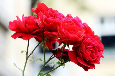 Téléchargez les photos : Roses rouges sur fond flou - en image libre de droit