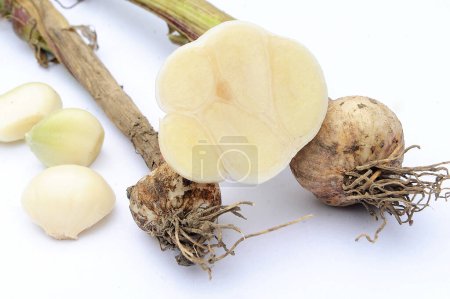 Photo for Bulbs of fresh garlic with several cloves - Royalty Free Image
