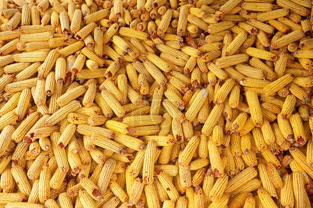 Téléchargez les photos : Grains fond de maïs mûr - en image libre de droit