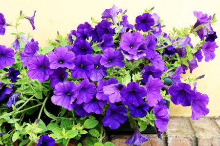 Téléchargez les photos : Jardin avec de belles fleurs violettes - en image libre de droit