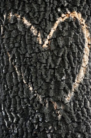 Foto de Corazón dibujado en corteza de árbol - Imagen libre de derechos