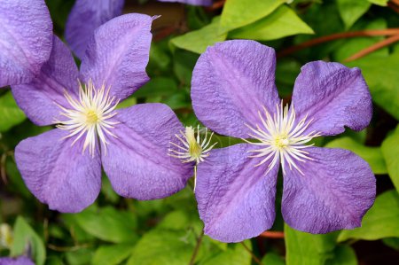 Téléchargez les photos : Fleur violette dans le jardin vert - en image libre de droit