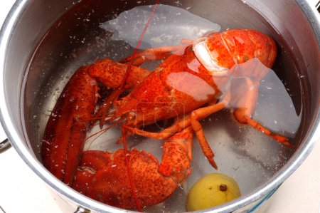 Photo for Cooked lobster in a pot - Royalty Free Image