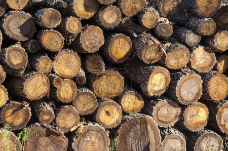 Foto de Montón de madera de fuego picada preparada para el invierno - Imagen libre de derechos