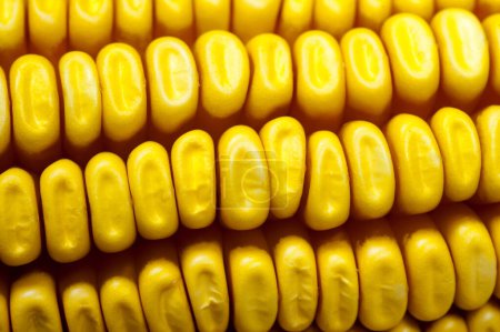 Foto de Mazorca de maíz de cerca - Imagen libre de derechos