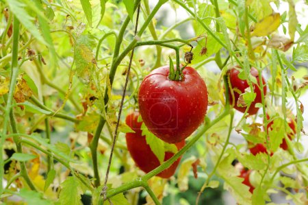 Foto de Tomates ecológicos frescos en un tallo. - Imagen libre de derechos
