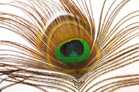 Photo for Peacock feather isolated on a white background - Royalty Free Image