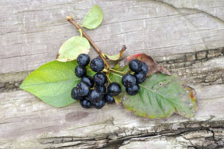 Foto de Bayas de chokeberry negro (Aronia melanocarpa) con hojas sobre fondo de madera - Imagen libre de derechos