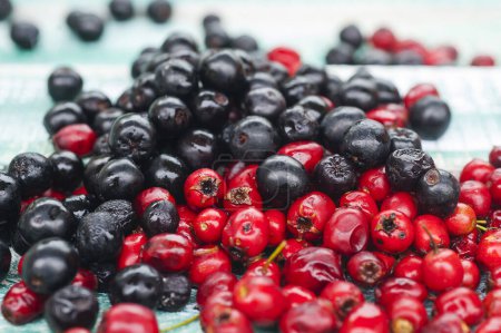 Photo for Black and red chokeberries, Aronia melanocarpa and Hawthorn berries - Royalty Free Image