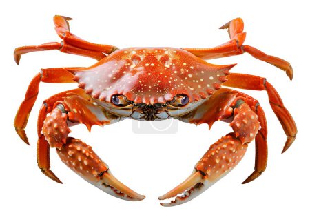 Téléchargez les photos : Une image vivante d'un grand crabe rouge avec des taches orange, mettant en valeur son anatomie détaillée, isolé sur un fond blanc. - en image libre de droit