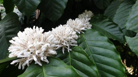 Fresh white coffee flowers bloom nestled among vibrant green coffee plant leaves in a natural setting.