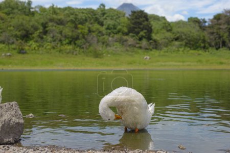 Photo for White ducks swimming in a lagoon. Carrizalillos lagoon in Comala, Colima. - Royalty Free Image