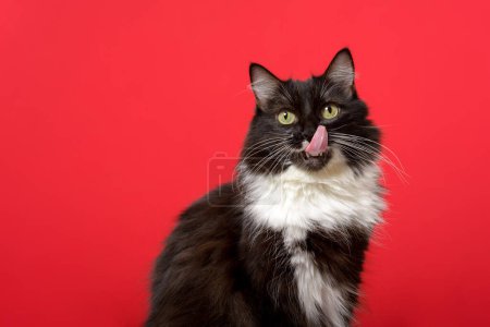 Photo for Black and white kitten portrait with tongue out. Red background. - Royalty Free Image
