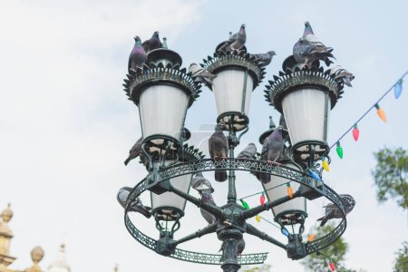 Several pigeons perched on a park luminary. Lamp with colored bulbs.