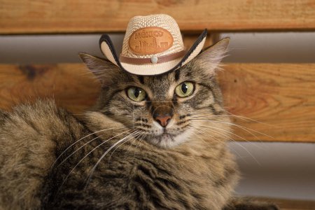 Gato con sombrero mexicano. Fondo rústico de madera. Cinco de mayo antecedentes.