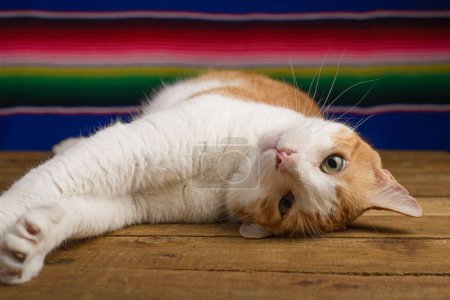 Cat portrait with serape in background. Cinco de Mayo background.