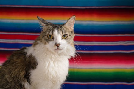 Katzenporträt mit Serape im Hintergrund. Cinco de Mayo Hintergrund.