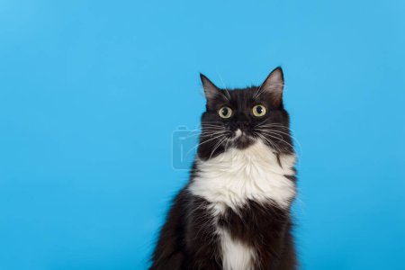 Porträt einer schwarz-weißen Katze mit dichtem Fell. Blauer Hintergrund.