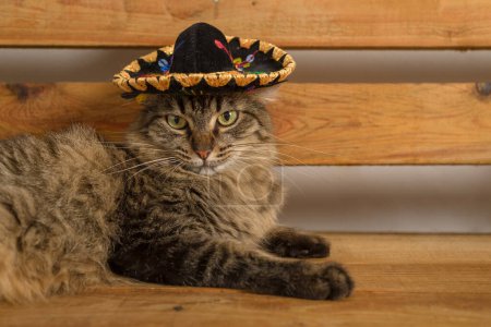 Gato con sombrero mexicano. Fondo rústico de madera. Cinco de mayo antecedentes.