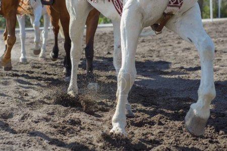 Téléchargez les photos : Gros plan des jambes des chevaux en courant. Concept de courses hippiques. - en image libre de droit