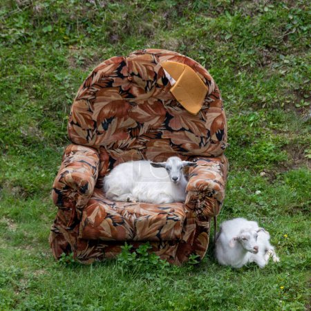 Téléchargez les photos : Deux jolies jeunes chèvres avec un vieux fauteuil porté dans une prairie. Situation étrange, absurde et comique à la campagne. Concepts de confort, sérénité, bonheur, adaptation et résilience - en image libre de droit