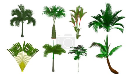 Illustration for Collection of tree,trees isolated on white background. - Royalty Free Image