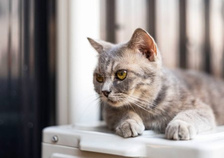 Foto de Retrato de gato joven y hermoso con ojos verdes. Gato gris mira hacia adelante y se sienta en la basura blanca en casa. Gato gris esponjoso en fondo gris. - Imagen libre de derechos