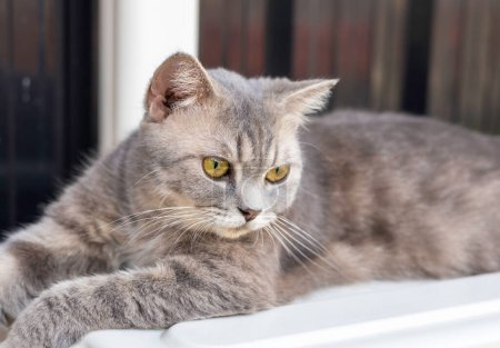 Téléchargez les photos : Portrait de jeune beau chat aux yeux verts. Chat gris regarde vers l'avant et s'assoit sur les ordures blanches à la maison. Chat gris moelleux en arrière-plan gris. - en image libre de droit