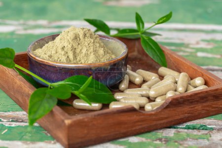 Photo for Andrographis Paniculata extract powder in ceramic bowl paniculata capsules herbal in wooden saucer and fresh leaves on old green wooden background. - Royalty Free Image