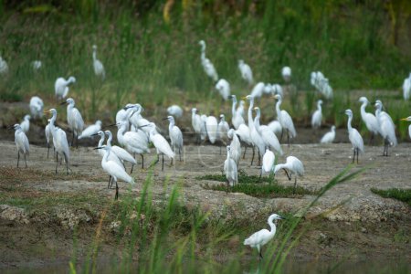 Many white egrets birds in landscape photographs of drying pond beautiful scenery.