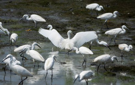 Many white egrets birds in landscape photographs of drying pond beautiful scenery.