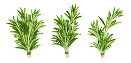 Illustration for Rosemary herb bunches, isolated garden plant stems with green leaves tied with rope on white background. Organic seasoning, spice, fresh cooking condiment tufts, Realistic 3d vector illustration, set - Royalty Free Image