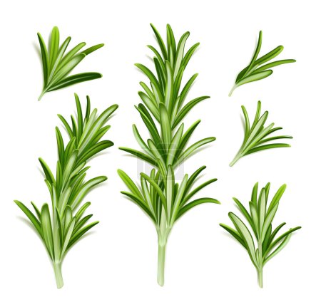 Rosmarinpflanze, frischer Kräuterzweig mit grünen Blättern auf weißem Hintergrund. Biologische aromatische Gewürze zum Kochen von Speisen, kulinarisch. Rosmarinzweige, vektorrealistische Illustration