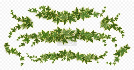Efeuranken, Schlingpflanzen mit grünen Blättern. Horizontale Grenzen, Trennwände und Ecken von Kletterpflanzen, Bindweed-Zweige isoliert auf transparentem Hintergrund, Vektor-realistisches Set