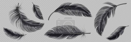 Illustration for Realistic set of black feather png isolated on transparent background. Vector illustration of falling and flying fluffy bird or angel quills. Symbol of air lightness, swan elegance. Design element - Royalty Free Image