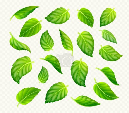 Set of green tea or mint leaves isolated on transparent background. Realistic vector illustration of fresh foliage. Symbol of freshness, organic product, natural beauty