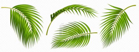 Illustration for Tropical green palm leaves set. Tropical plant branches isolated on transparent background. Summer element of coconut palm foliage, front side view, vector realistic illustration - Royalty Free Image