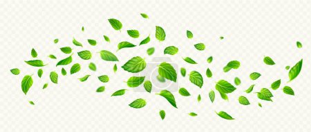 Illustration for Green mint leaves falling and flying in air. Fresh summer or spring foliage of tea or peppermint, flow of herbal leaves isolated on transparent background, vector realistic illustration - Royalty Free Image