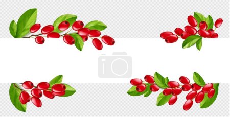 Illustration for Isolated realistic barberry border illustration in vector on transparent background. Horizontal white frame with fresh red goji berry branch for title. Culinary and botanical png banner with twig. - Royalty Free Image
