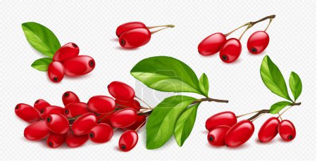 Illustration for Barberry, wild forest red fruits. Fresh ripe berberis berries on branch with green leaves isolated on transparent background, vector realistic illustration - Royalty Free Image