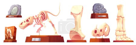 Ilustración de Dinosaurio fósil en esqueleto vectorial de dibujos animados del museo. Exposición arqueológica de piedra Dino con icono de pedestal para el interior de la habitación. Tyrannosaurus rex y cráneo de animal ilustración prehistórica aislada diferente. - Imagen libre de derechos
