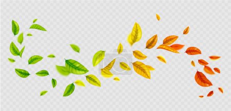 Illustration for Flying gradient colored leaf curly wave line on transparent background. Realistic vector illustration of green, yellow, orange and red tree foliage float on wind. Herbal natural swirl design element. - Royalty Free Image