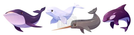 Téléchargez les illustrations : Animaux d'eau polaire mis isolé sur fond blanc. Illustration vectorielle de dessin animé de baleines, narvals, orques, bélugas, dauphins nageant dans la mer ou l'océan, éléments de conception de la faune sous-marine - en licence libre de droit