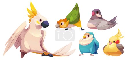 Lindos personajes divertidos loro conjunto. Colección de vectores de dibujos animados de diferentes especies de aves exóticas amigables de colores con pico, ala y cuentos con plumas multicolores. Selva animales exóticos y mascotas.
