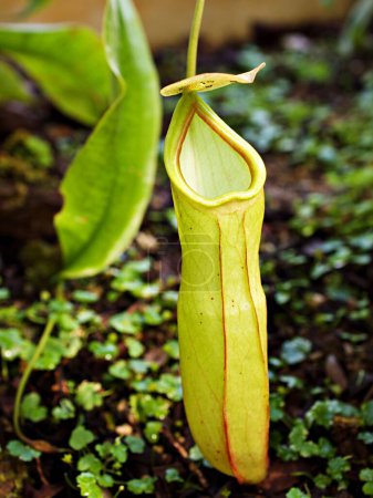 Téléchargez les photos : Tasses carnivores prédatrices jaunes de singe, plantes tropicales de lanceur, Nepenthes mirabilis avec le foyer sélectif doux, macro image - en image libre de droit