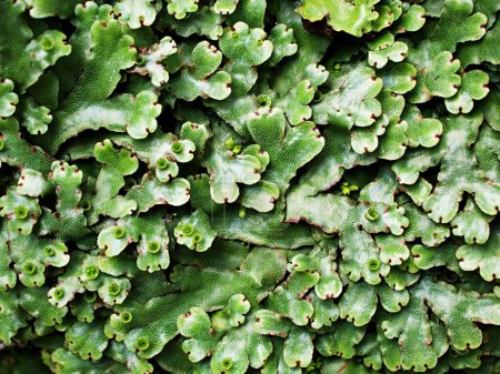 Foto de Hoja verde de Marchantia polymorpha, Umbrella Liverwort, Common liverwort - Imagen libre de derechos