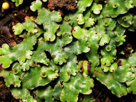 Téléchargez les photos : Feuille verte étroite de Marchantia polymorpha, Parapluie, hépatiques communes - en image libre de droit