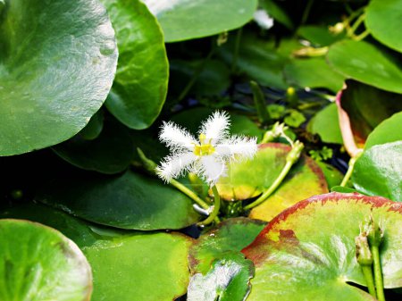 Closeup white water snowflake ,Nymphoides indica plant, indian floatingheart water lily flower ,Ninfee Barbagli ,Chandmala ,Phalaenopsis ,Kumudini ,Chinnambal ,Menyanthaceae aquatic plant macro image 