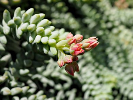 Photo for Closeup succulent plant  ,Sedum morganianum ,Donkey Tail Burros ,Hanging Sedum Burrito tail ,Crassulaceae - Royalty Free Image