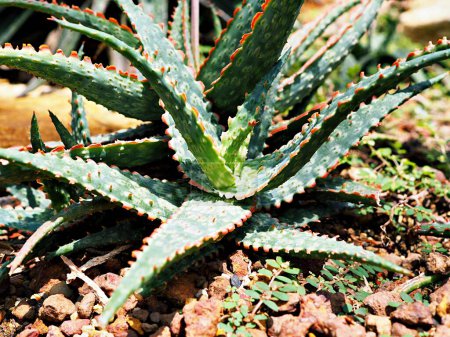 Foto de Closeup Aloe vera sunset succulent plant ,Aloe dorothea , ,barbadensis mill ,star cactus ,Aloin ,Jafferabad Vera Barbados , - Imagen libre de derechos